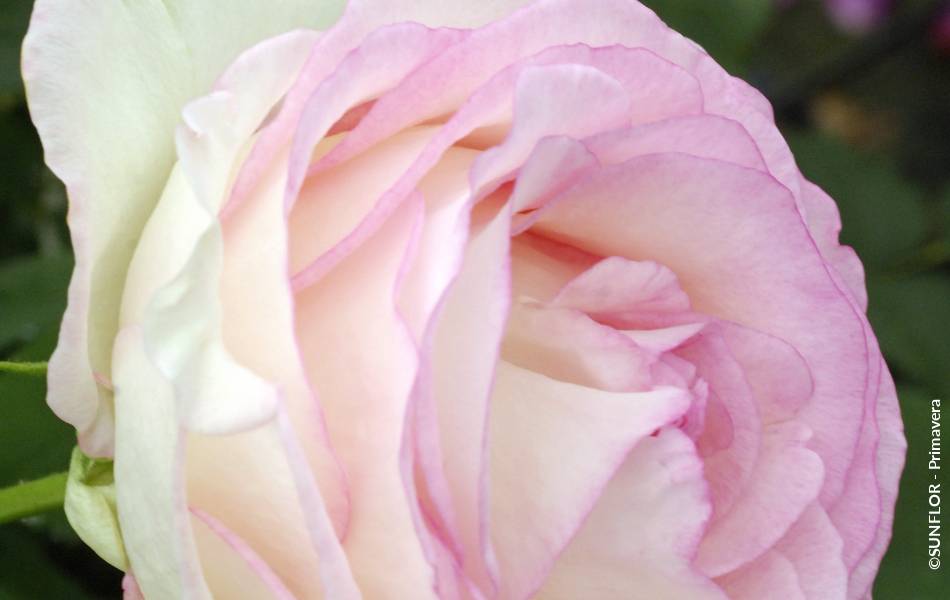 ©SUNFLOR - Primavera